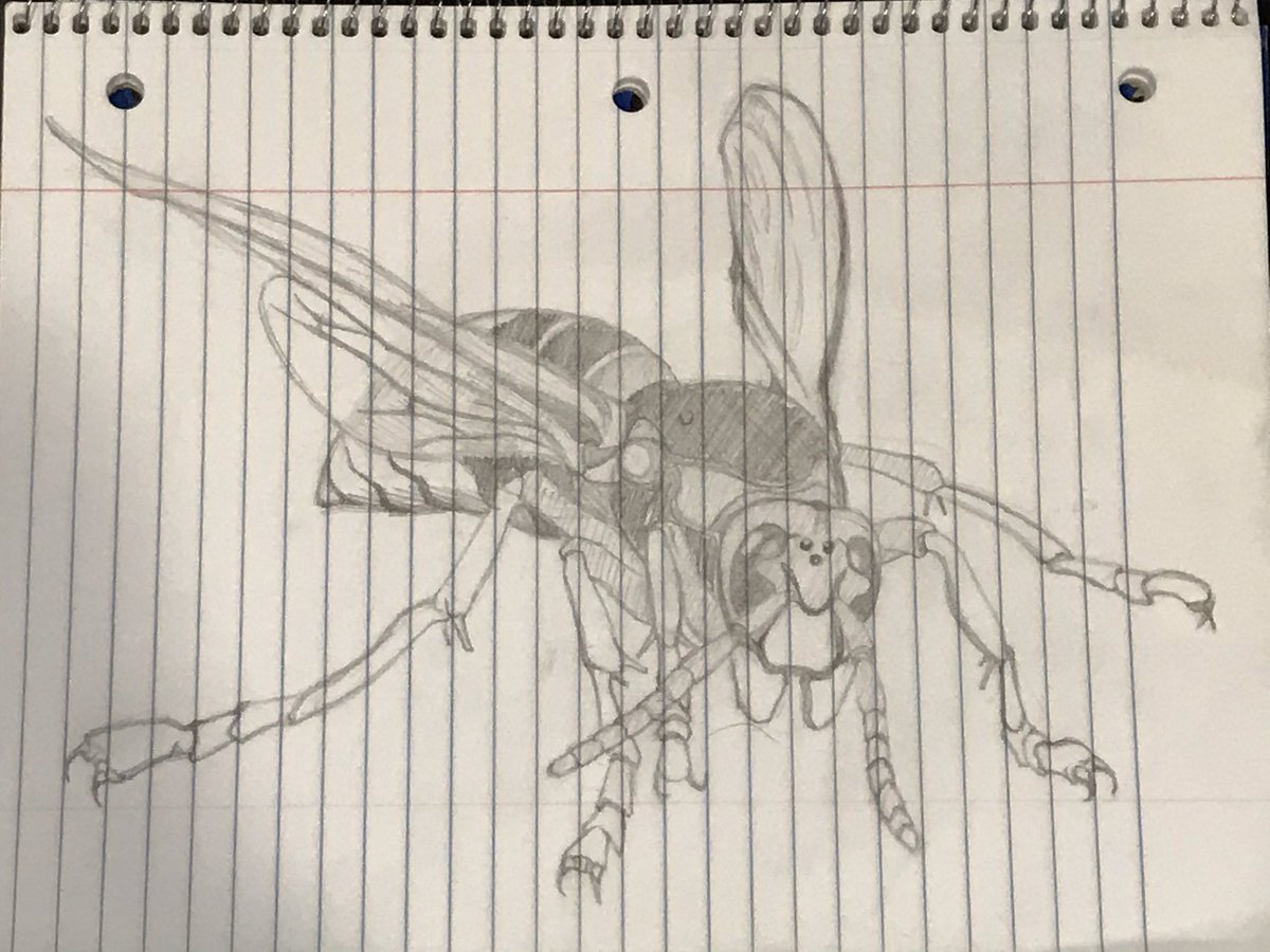 MisterSleebo's tweet photo. #drawing #pencil #insect #bee #hornet https://t.co/Il89CXmER5