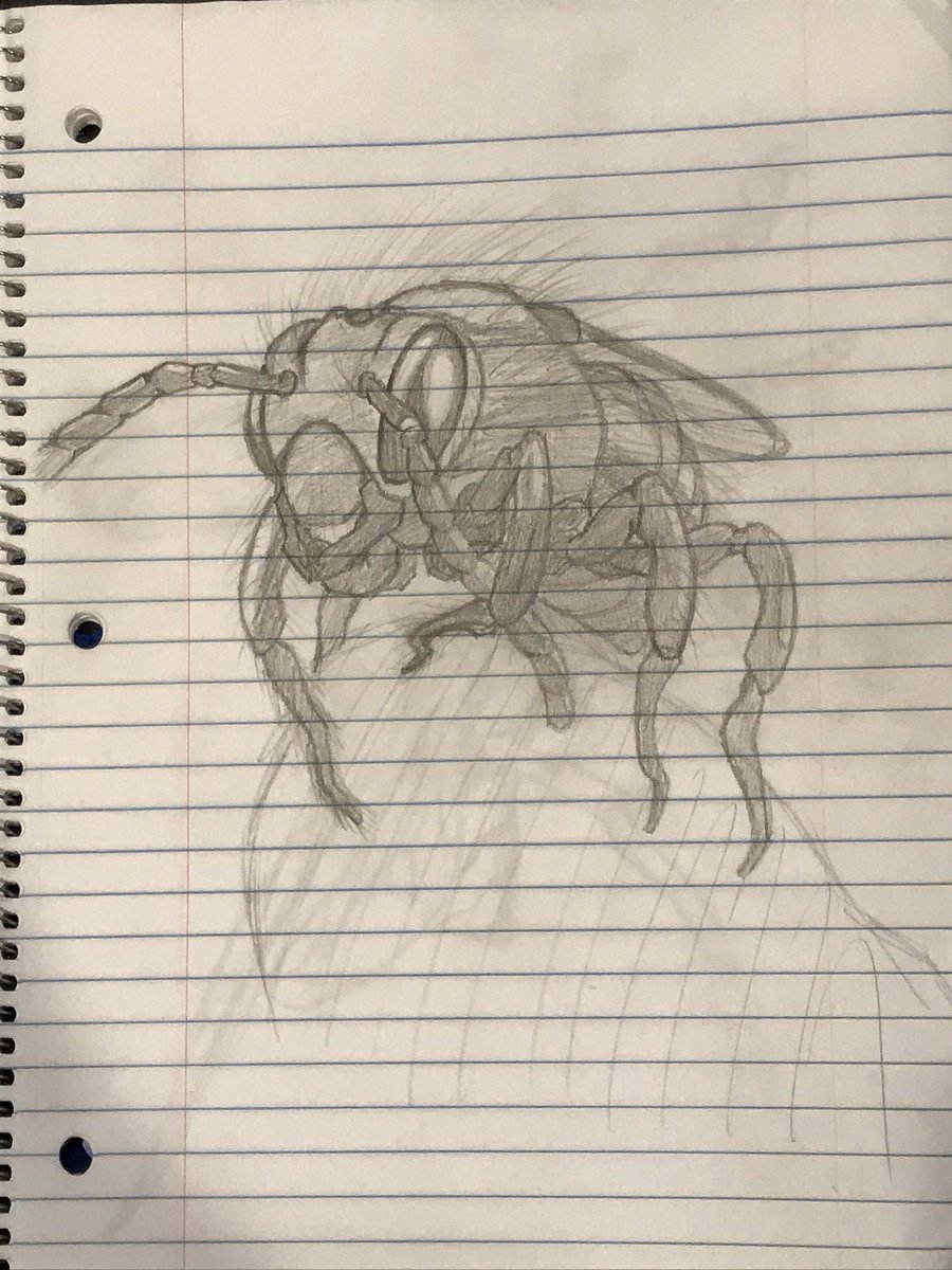 MisterSleebo's tweet photo. #drawing #pencil #insect #bee #hornet https://t.co/Il89CXmER5