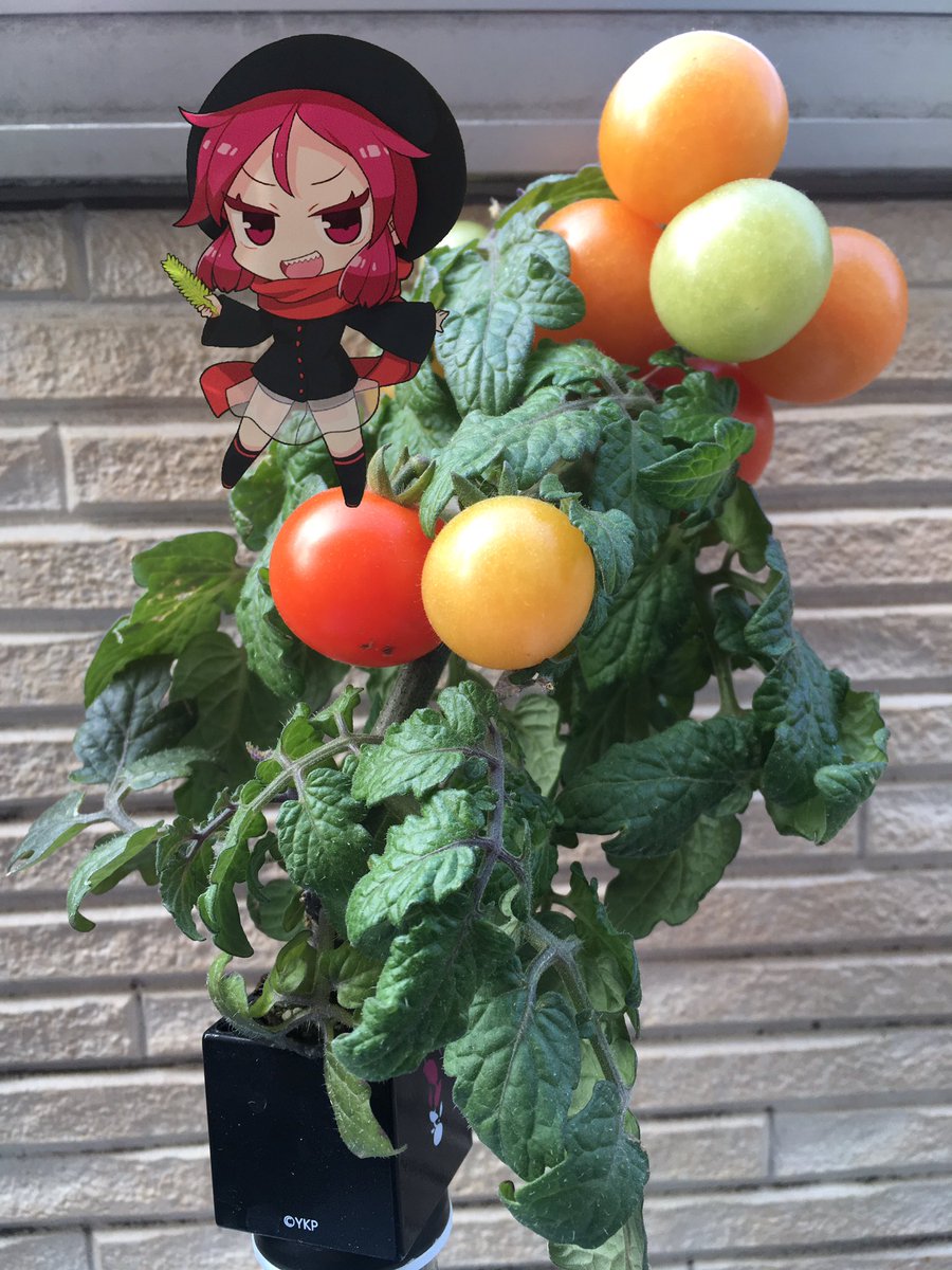 たのしー写真 キャラクター合成写真を撮ろう トマトクサ ケムリクサグッズのミニトマト栽培キット ちゃんの実がだいぶ熟してきたなー 実の色は 完全な赤っていうより ちょっとだいだいっぽい感じ りくさんのマフラーの色みたいな感じ かなー たのしー写真 キャラクター合成写真を撮ろう トマトクサ ケムリクサグッズのミニトマト栽培キット ちゃんの実がだいぶ熟してきたなー 実の色は 完全な赤っていうより ちょっとだいだいっぽい感じ りくさんのマフラーの色みたいな感じ かなー