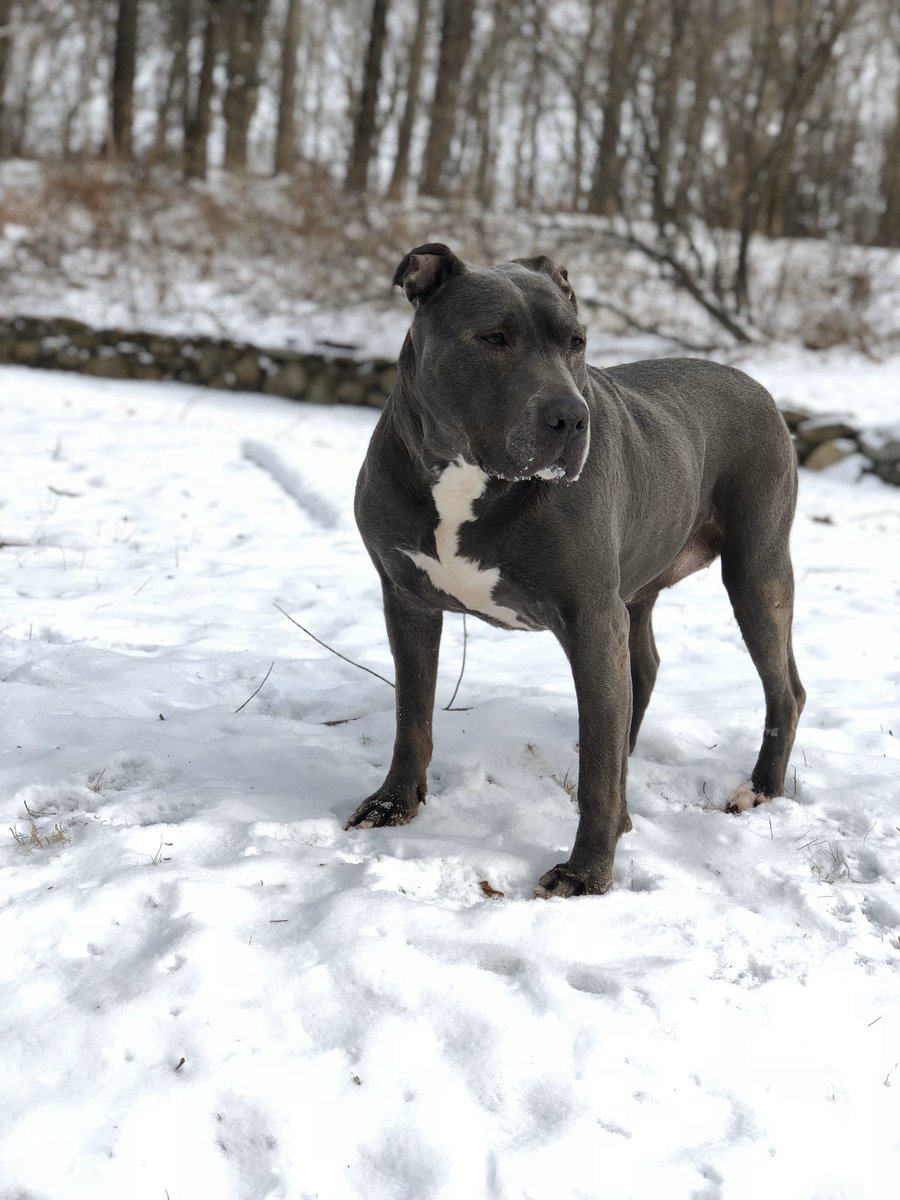 MikeyNooodz's tweet photo. Rest In Peace my sweet girl, I am so heartbroken. Thank you for being literally the best dog I ever knew. You brought so much joy to our family ❤️❤️❤️❤️❤️❤️❤️❤️❤️❤️ https://t.co/IBJCt2gZ48