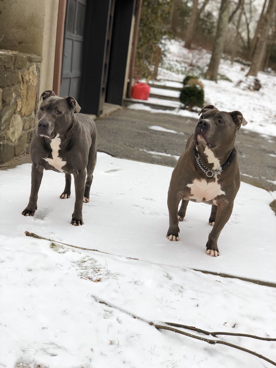 MikeyNooodz's tweet photo. Rest In Peace my sweet girl, I am so heartbroken. Thank you for being literally the best dog I ever knew. You brought so much joy to our family ❤️❤️❤️❤️❤️❤️❤️❤️❤️❤️ https://t.co/IBJCt2gZ48