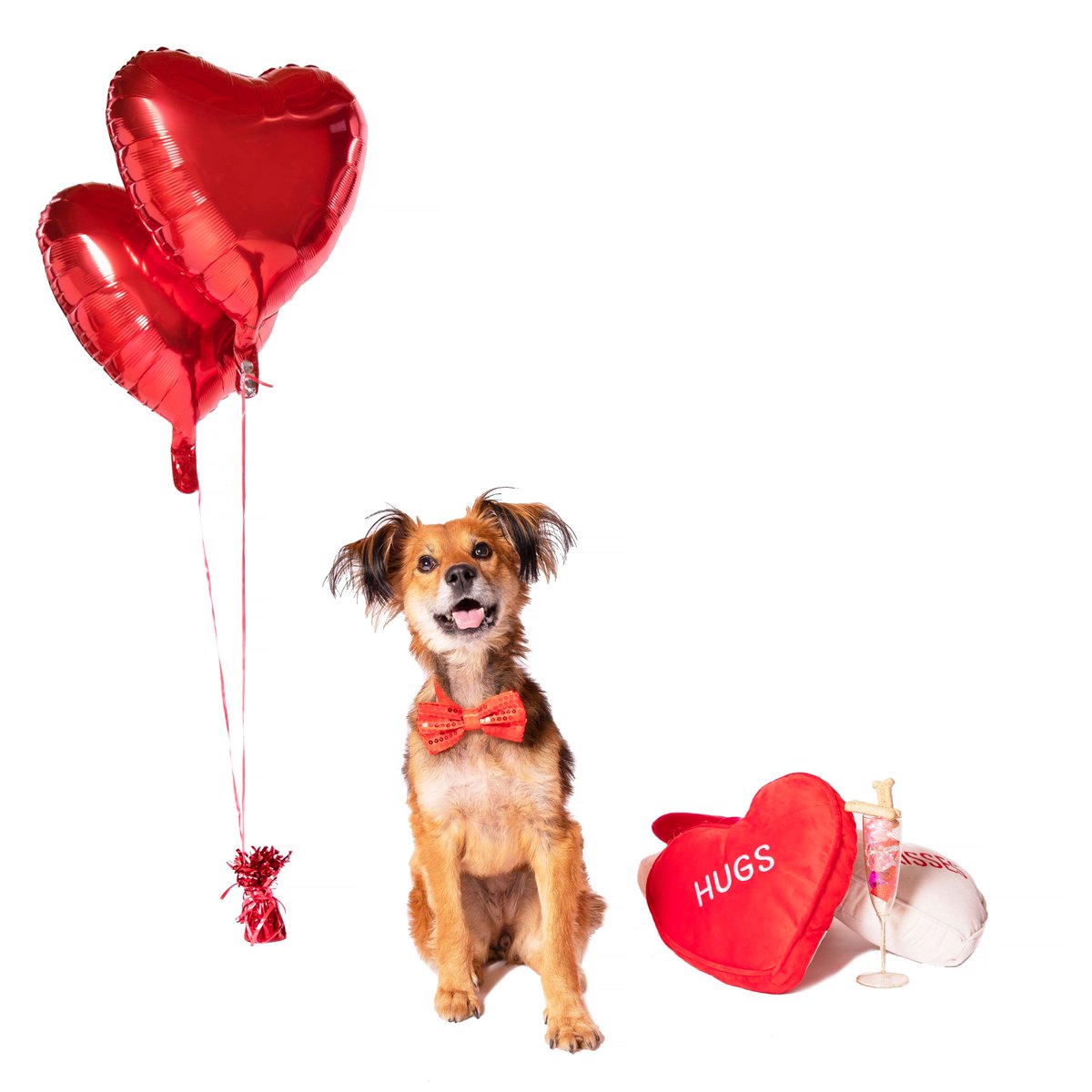 safehandsrescue's tweet photo. Last minute #ValentinesDay gift idea! Tickets to The 3rd Annual Fur Ball Gala on April 18! Enjoy dinner, wine and cocktails, puppies, live entertainment, and more! Have a ball while knowing you'll help the dogs who need it most! https://t.co/eHmGZgSd0H #furballmn #lovedogs https://t.co/26CBfpEd3Y