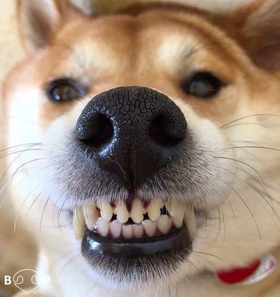 boopmynose's tweet image. Follow us for your daily BOOP! 👆