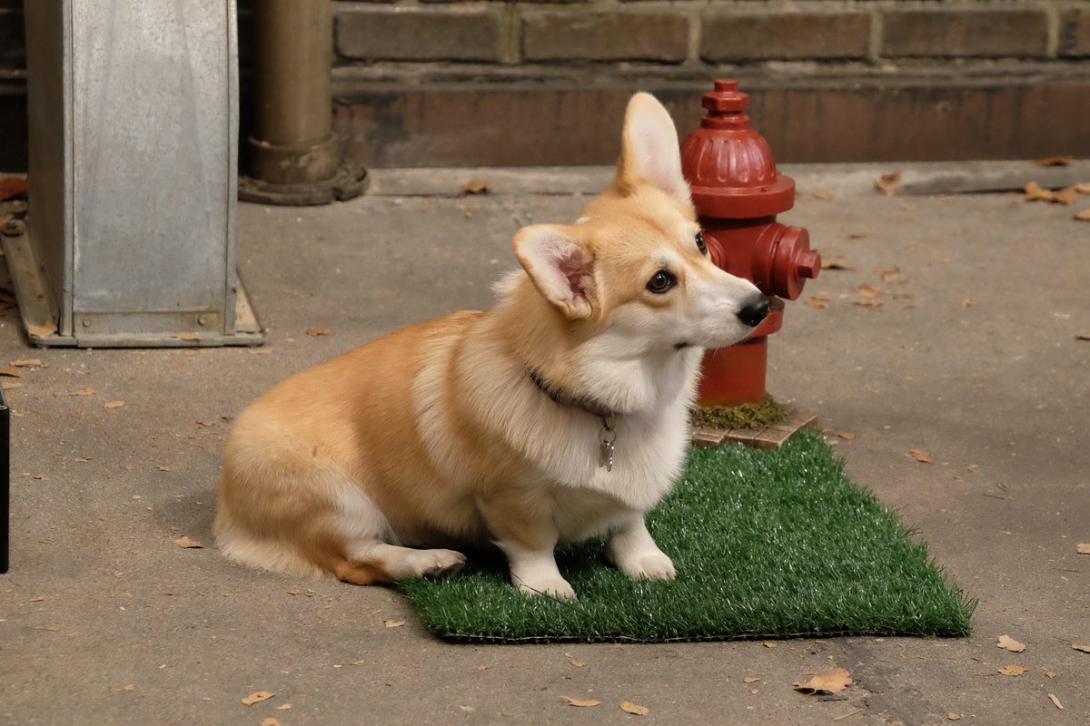 brooklyn99's tweet image. Happy #NationalCheddarDay! 1 🧀 = 1 pet for Cheddar on his national day.
