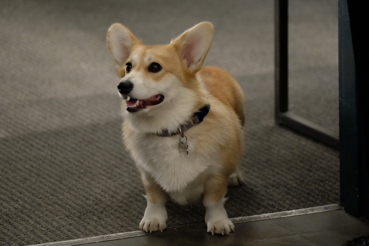 brooklyn99's tweet image. Happy #NationalCheddarDay! 1 🧀 = 1 pet for Cheddar on his national day.