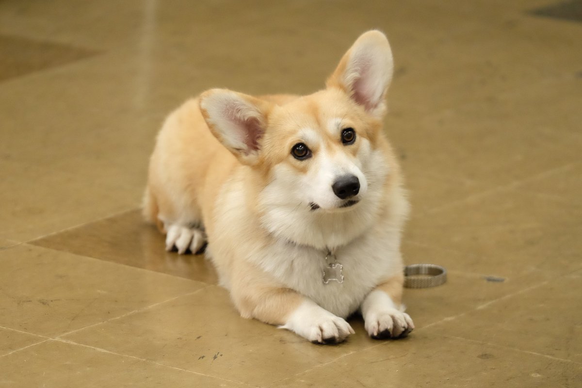 brooklyn99's tweet image. Happy #NationalCheddarDay! 1 🧀 = 1 pet for Cheddar on his national day.