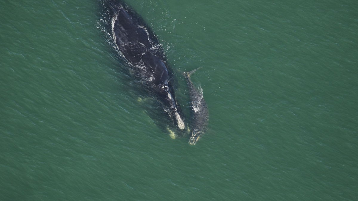 CenterOceanLife's tweet photo. 🚨 Right Whale Calf Update! 🚨

This is echo and her 3rd calf! Echo is named for the single island on the left--a single dot is "E" in morse code. E for echo. https://t.co/hS6QUsMQaA