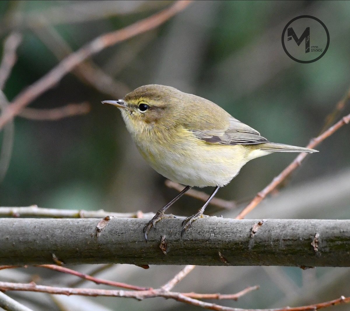 Chiffchaff @RSPBHamWall @britishbirds @BirdwatchExtra @WildlifeTrusts @SomersetWT @wildlifesomrset #ukbirds #britishbirds #chiffchaff