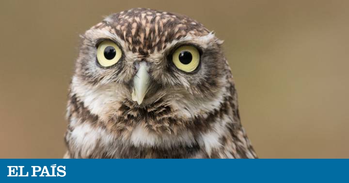Educapet tweet media
