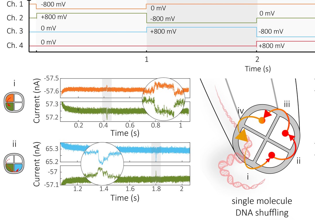 Edel Group (@edelresearch) on Twitter photo New paper from the group on individually addressable quad nanopores for single-molecule targeted operations. With Paolo, <a href="/MinkyungKang87/">MinkyungKang</a> <a href="/binoypaulose/">Binoy Paulose</a> @IvanovGroup
pubs.acs.org/doi/10.1021/ac… New paper from the group on individually addressable quad nanopores for single-molecule targeted operations. With Paolo, <a href="/MinkyungKang87/">MinkyungKang</a> <a href="/binoypaulose/">Binoy Paulose</a> @IvanovGroup
pubs.acs.org/doi/10.1021/ac…