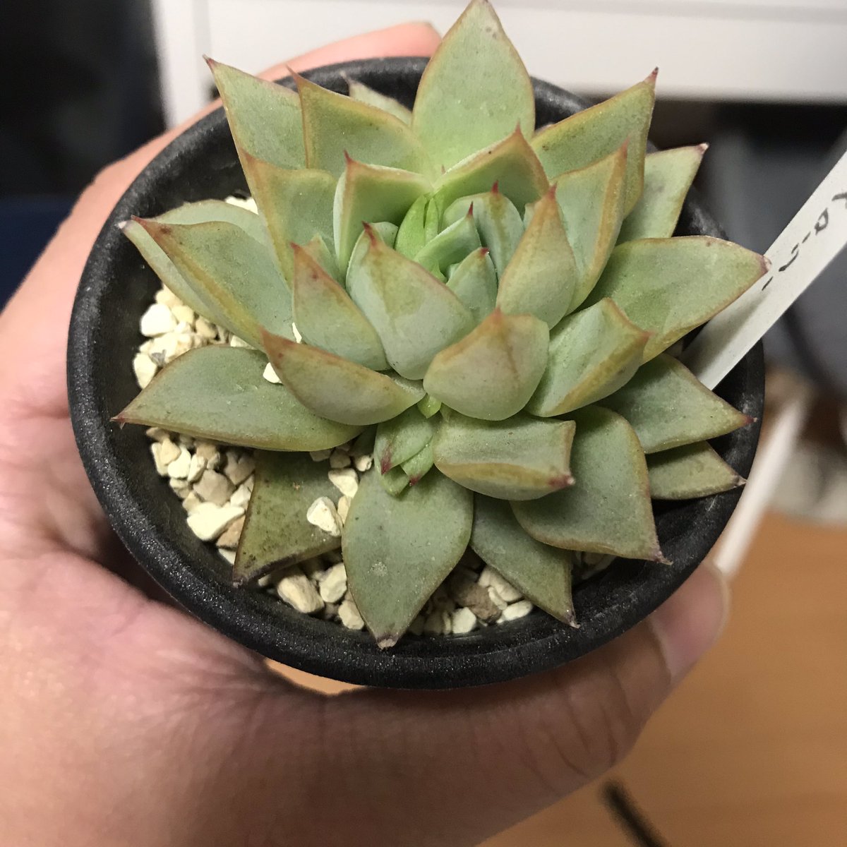 Tomgr13's tweet photo. これは、
群生の予感がします
🌿🌿🌿🌿🌿🌿
#エケベリア #グローリー #echeveria #groly
#多肉植物 https://t.co/gs7rdP5CHY