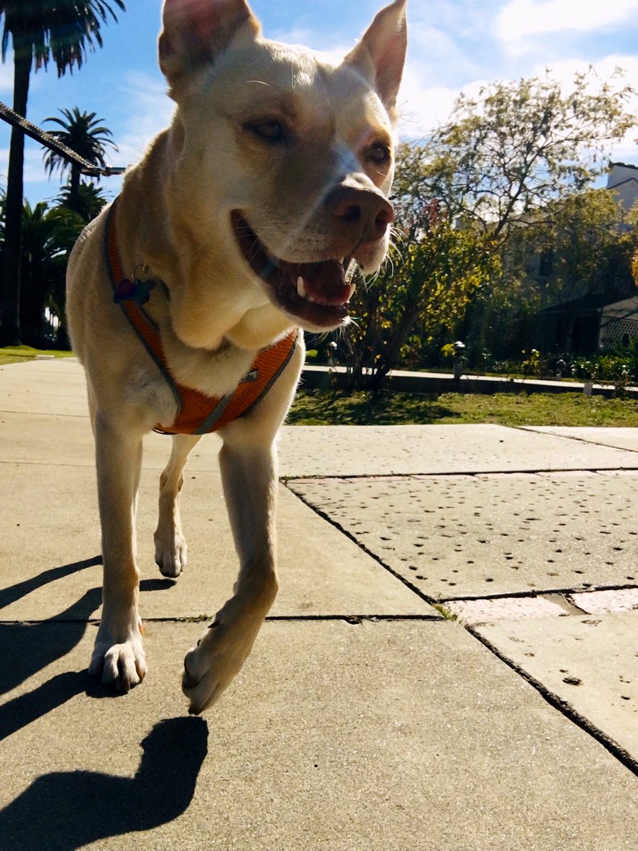 DogBuddyLA tweet media