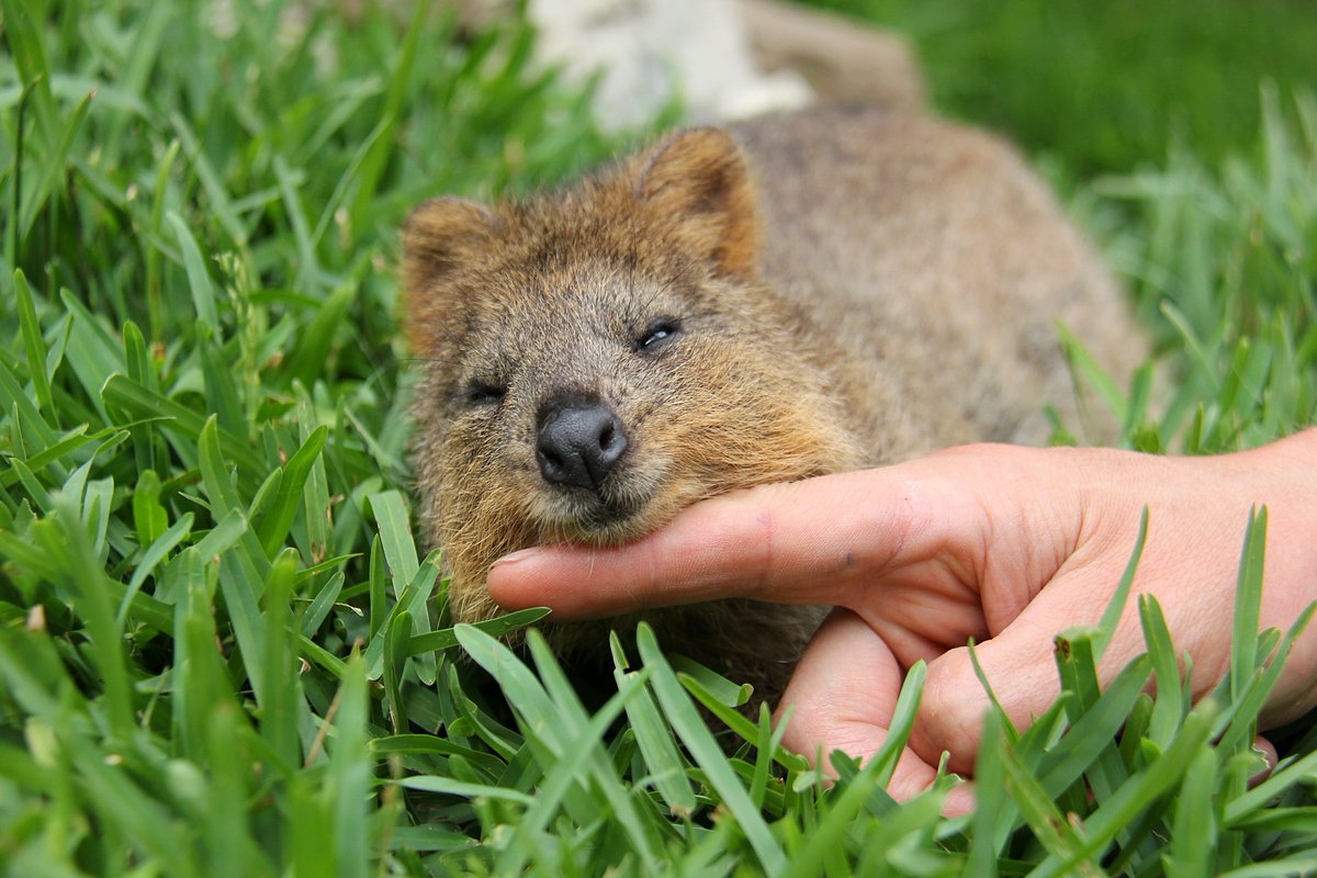 Taronga Zoo tweet media