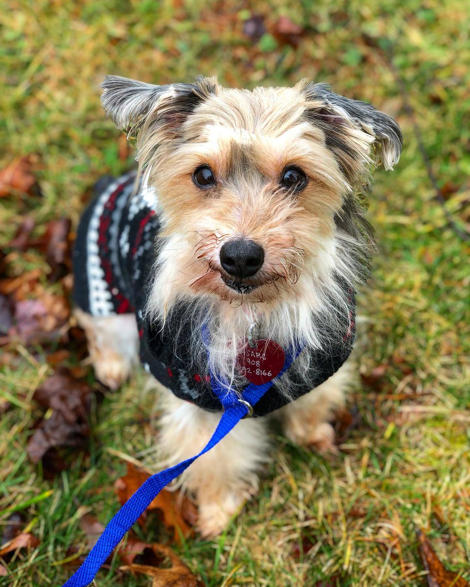 nyshelterpets's tweet photo. 🐶 Meet #SLYDER today! #dogsoftwitter He needs some RTs! #adoptdontshop ❤️ https://t.co/bweKn35IIj https://t.co/ArdqCU5gjd