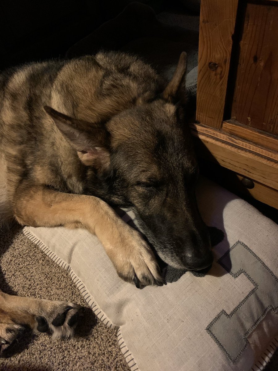 HankeCourtney's tweet photo. @courtneyskippon My yorkie pushed off the throw pillow just for Clara. https://t.co/3eYrqiPsMF