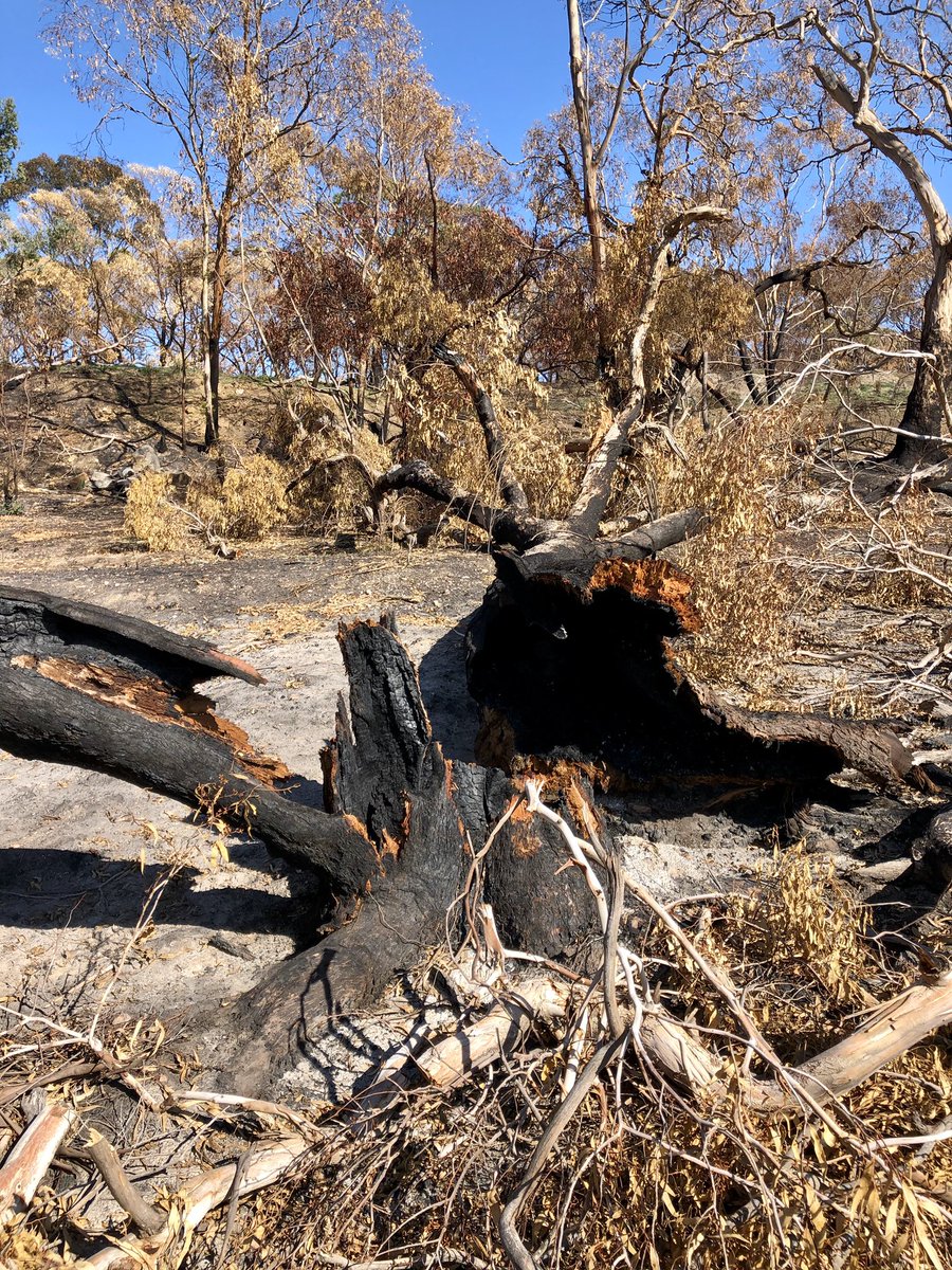 My view. An old collapsed fire affected tree. #AustralianBushfireDisaster