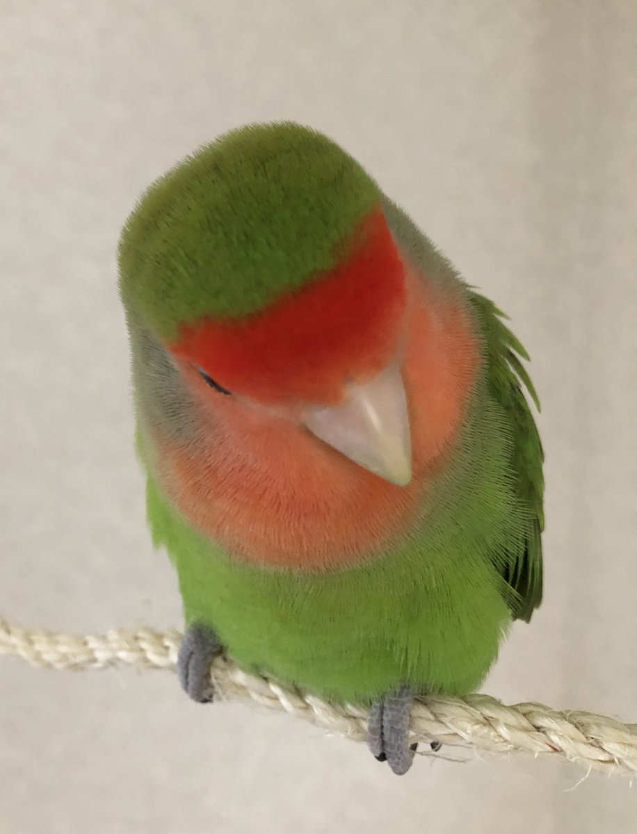 のんたん tweet media