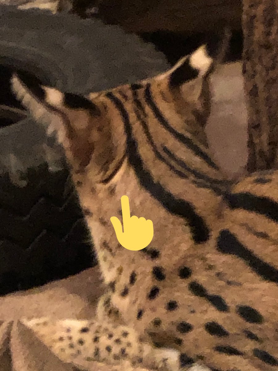 かめぽん Sur Twitter ステル にもあった 猫科で見かける首の後ろにあるこれ これ好き 肉割れならぬ毛割れ フェチだわ 正式な名前あるのかなあ サーバル うちの猫 レフ マヌルネコ かめぽん Sur Twitter ステル にもあった 猫科で見かける首の後ろにあるこれ これ好き 肉割れならぬ毛割れ フェチだわ 正式な名前あるのかなあ サーバル うちの猫 レフ マヌルネコ