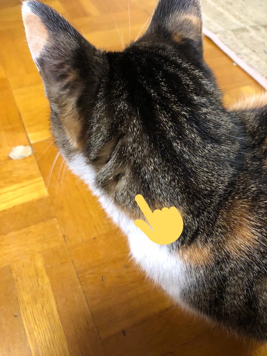かめぽん ステル にもあった 猫科で見かける首の後ろにあるこれ これ好き 肉割れならぬ毛割れ フェチだわ 正式な名前あるのかなあ サーバル うちの猫 レフ マヌルネコ かめぽん ステル にもあった 猫科で見かける首の後ろにあるこれ これ好き 肉割れならぬ毛割れ フェチだわ 正式な名前あるのかなあ サーバル うちの猫 レフ マヌルネコ