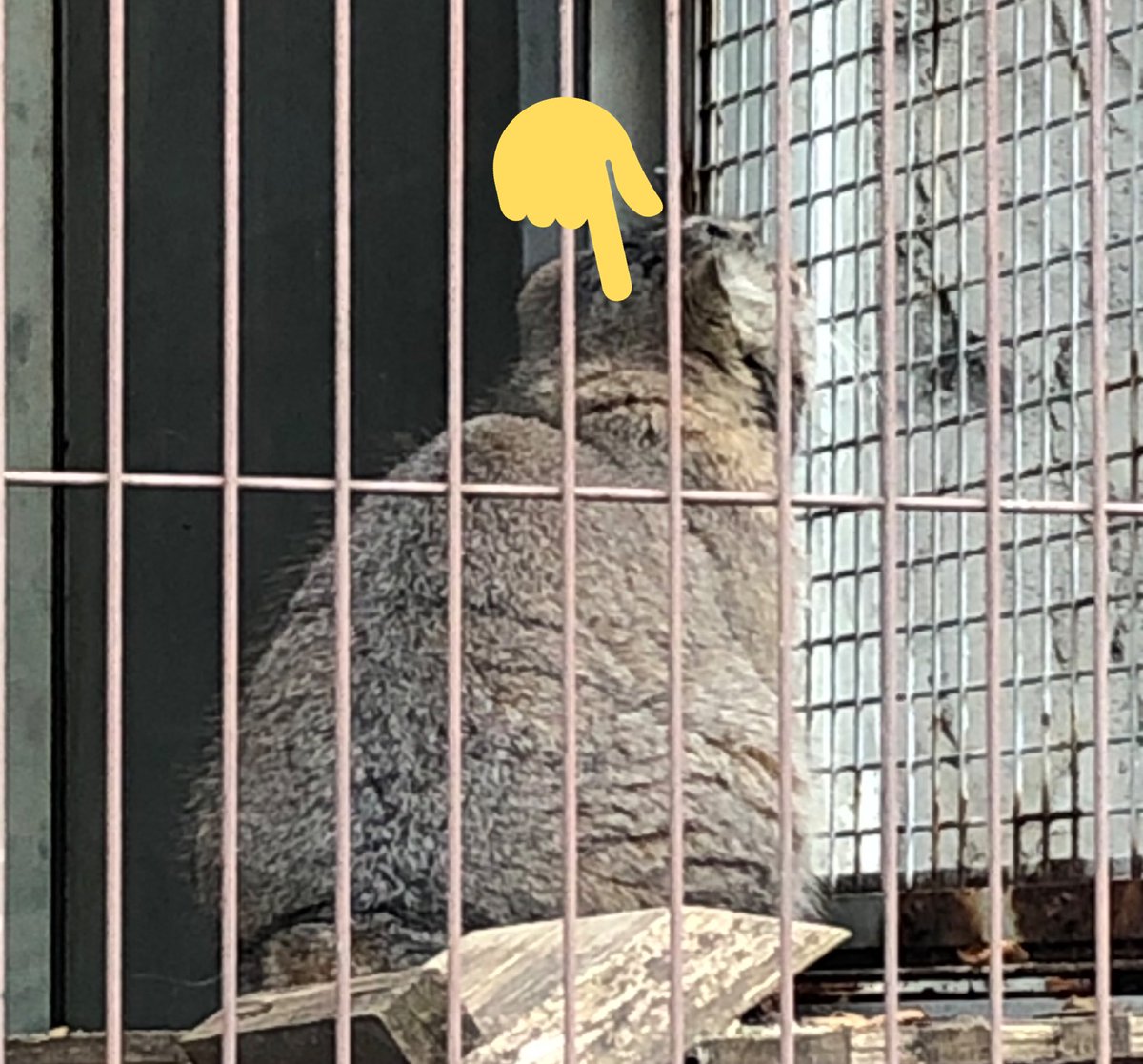かめぽん ステル にもあった 猫科で見かける首の後ろにあるこれ これ好き 肉割れならぬ毛割れ フェチだわ 正式な名前あるのかなあ サーバル うちの猫 レフ マヌルネコ かめぽん ステル にもあった 猫科で見かける首の後ろにあるこれ これ好き 肉割れならぬ毛割れ フェチだわ 正式な名前あるのかなあ サーバル うちの猫 レフ マヌルネコ