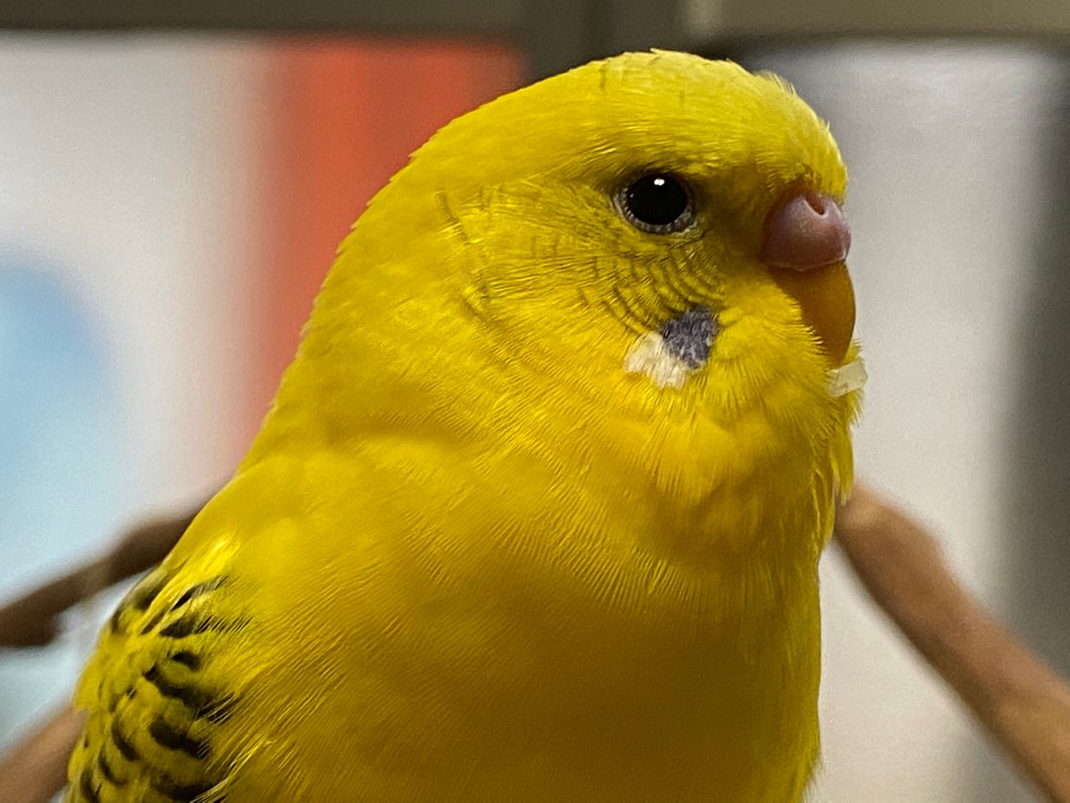 インコの爪切り