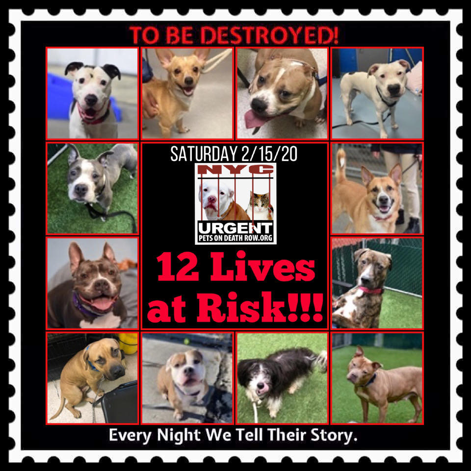 Urgent Death Row Dog on Twitter: Urgent Death Row Dog on Twitter: