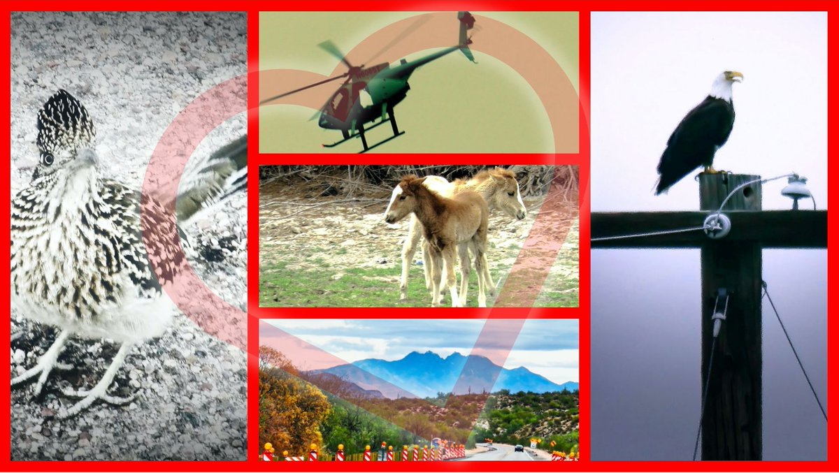 JudyWaywardmuse's tweet photo. https://t.co/NBcsQdtU8C  What do #BruceSpringsten #SaltRiver and #valentines have in common?  Watch this video and find out #naturelovers #Arizona #Phoenix #Tucson #SonoranDesert #TontoNationalForest #wildhorses #ValentinesWeek https://t.co/z5G8SSYyPr