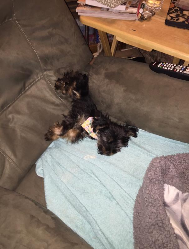 SPLMunch's tweet image. I schleep