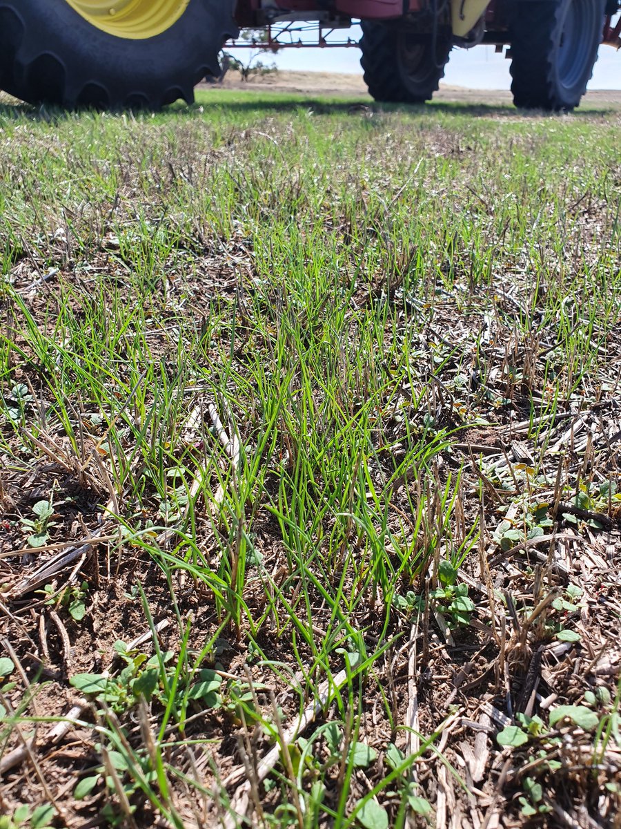 Quite amazing to see this level of ryegrass emergence after 60-70mm the first week of Feb <a href="/ag_wallis/">Adam Wallis</a>