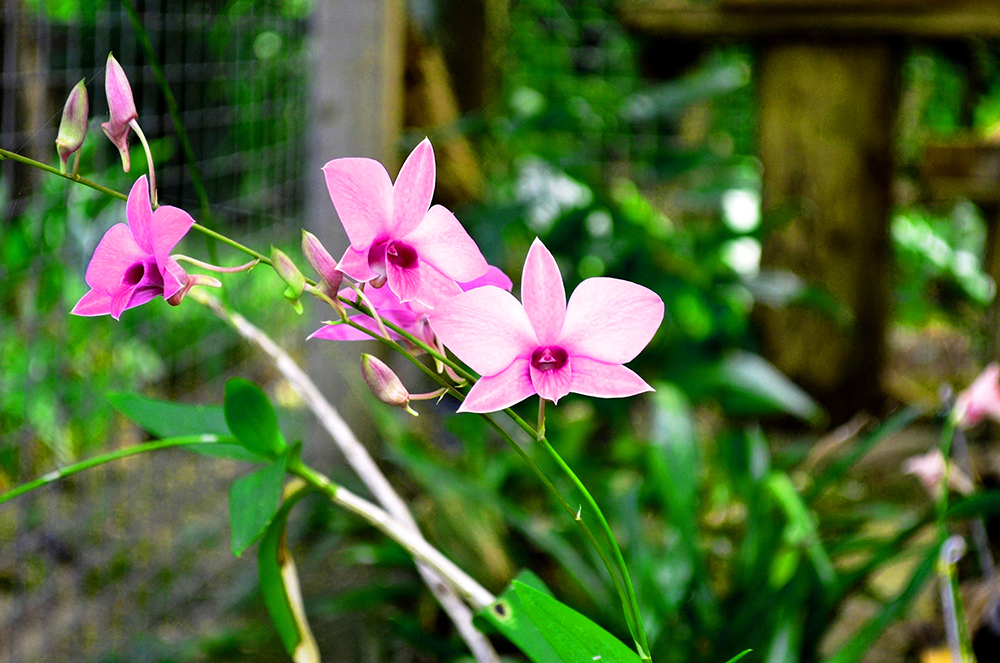 CooktownTNQ's tweet photo. Happy Valentine's Day lovers! 😍🌹 we think our beautiful #CooktownOrchid is even more speccy than a bunch of roses - what do you think?

#orchid #flowers #valentinesday #love #CooktownTNQ #Cooktown #CapeYork #Queensland #Australia #thisisqueensland #exploretnq #travelqld https://t.co/HCFrQ86dgB