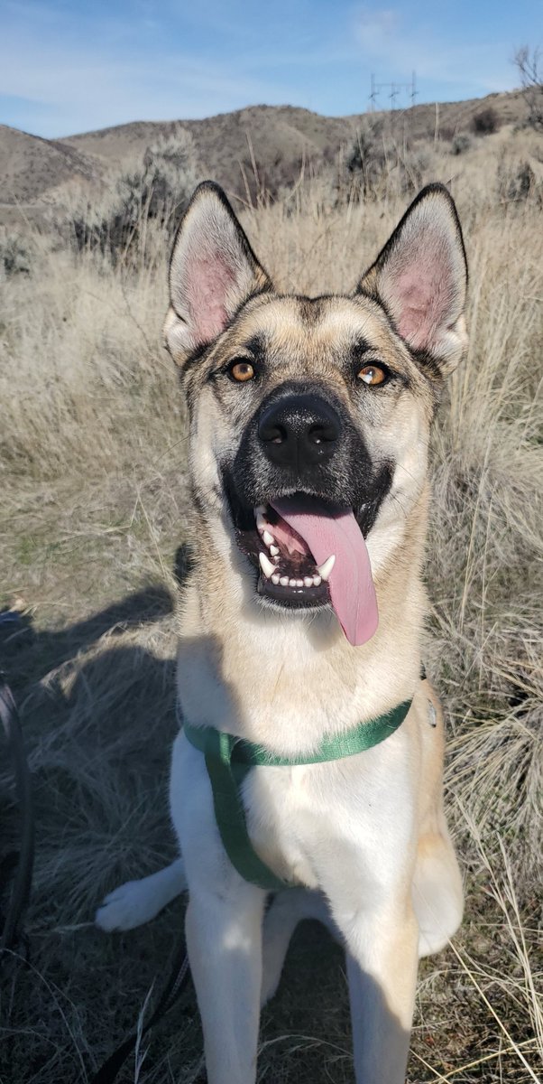 HI! I'm Peyton &amp; this is my dog Rogue 🐕🧚🏻‍♀️