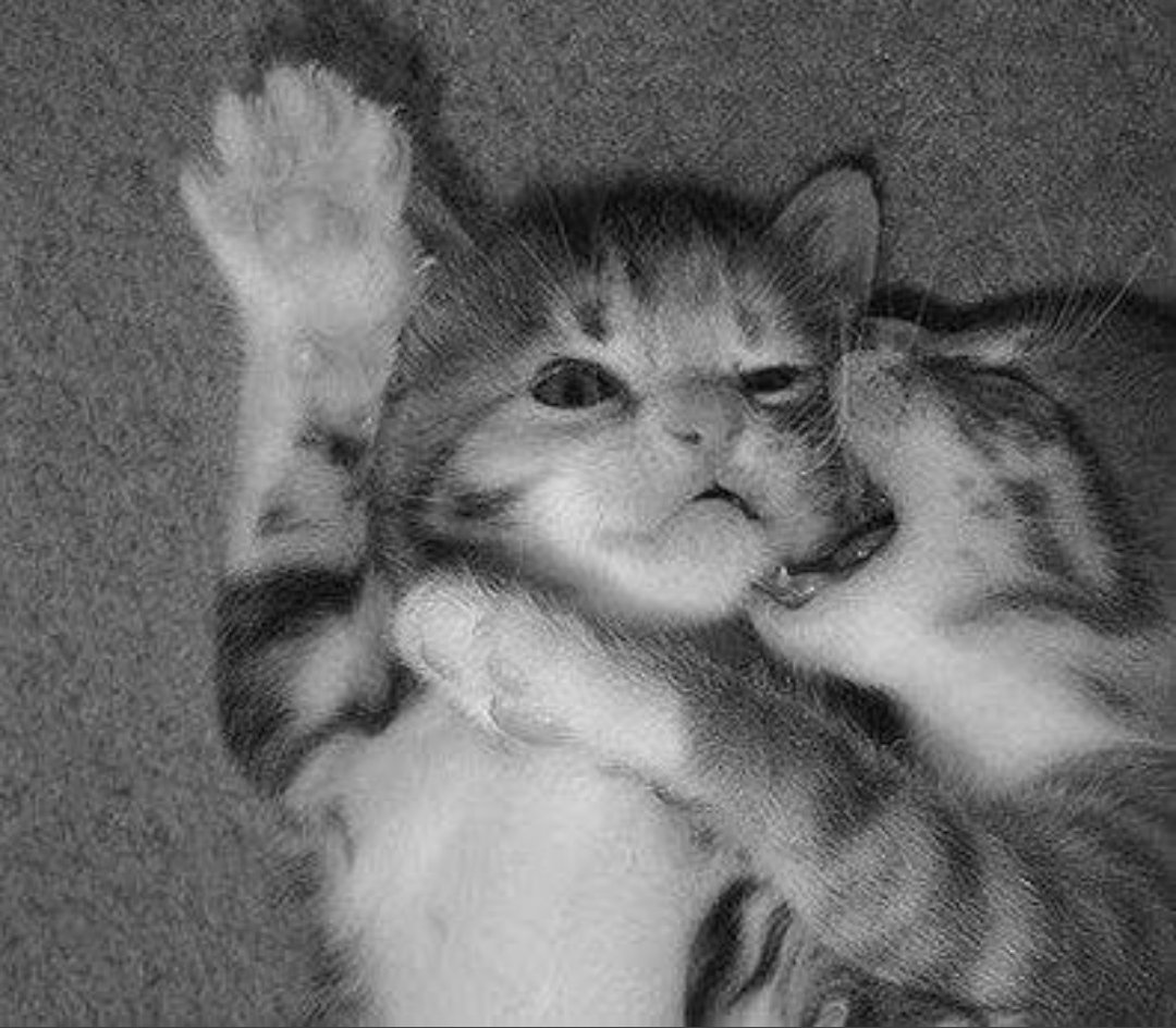 Котенок кусается