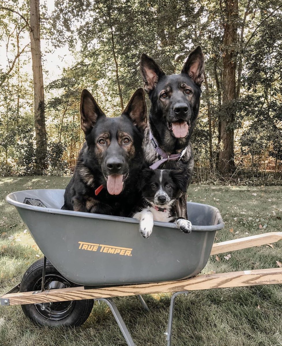 dog_rates's tweet photo. This is Remy and The Sheps. The Sheps look out for Remy so if you have a pawblem with Remy I suggest keeping it to yourself. 13/10 for all https://t.co/zpfDYGRmeh