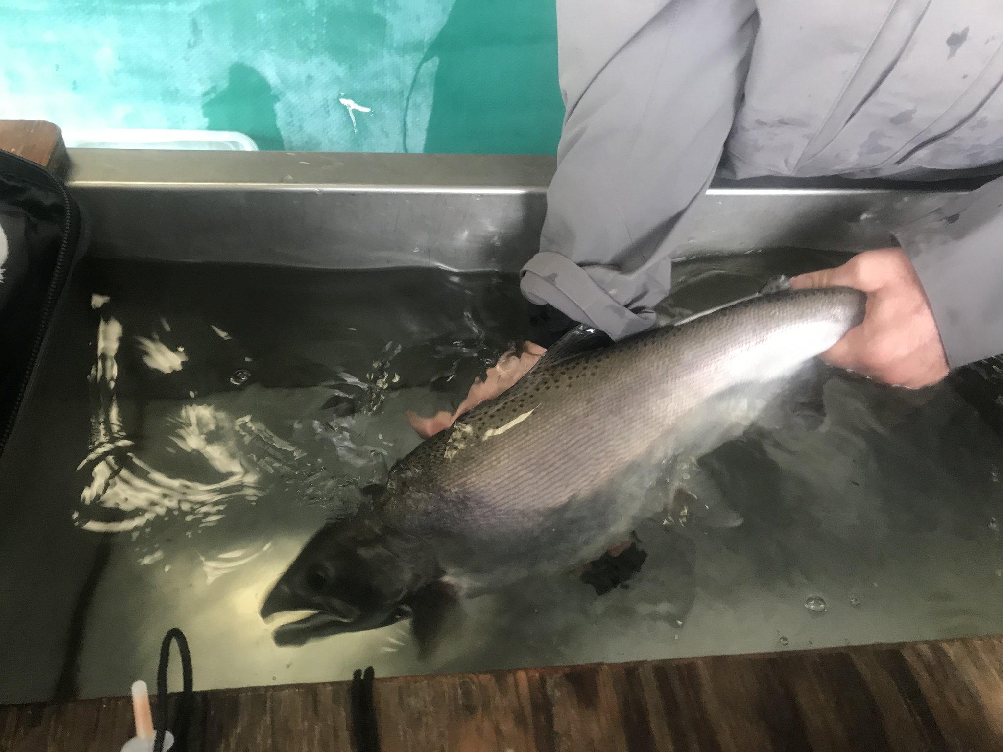 California Sea Grant on Twitter "Do salmon hatcheries have a place in