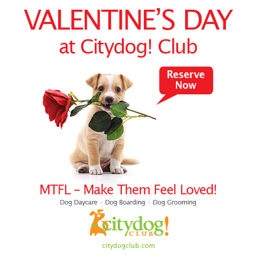 DallasDogLife tweet media