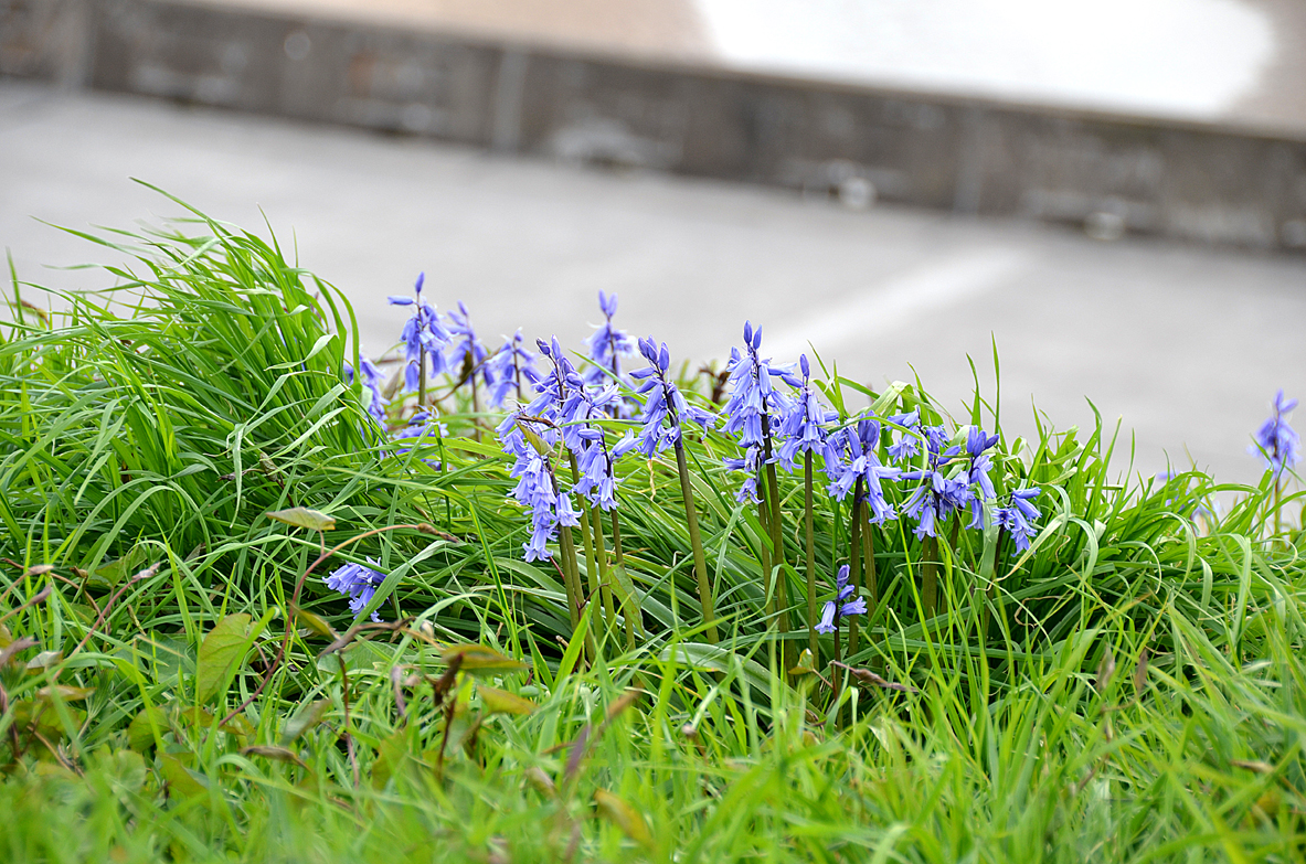 #Bluebells are usually associated with #woodland, but they seem to really like our exposed #coast conditions too! Keep an eye out in coming weeks for their carpet of blue #FyldeCoast visitfyldecoast.info/environment/na…