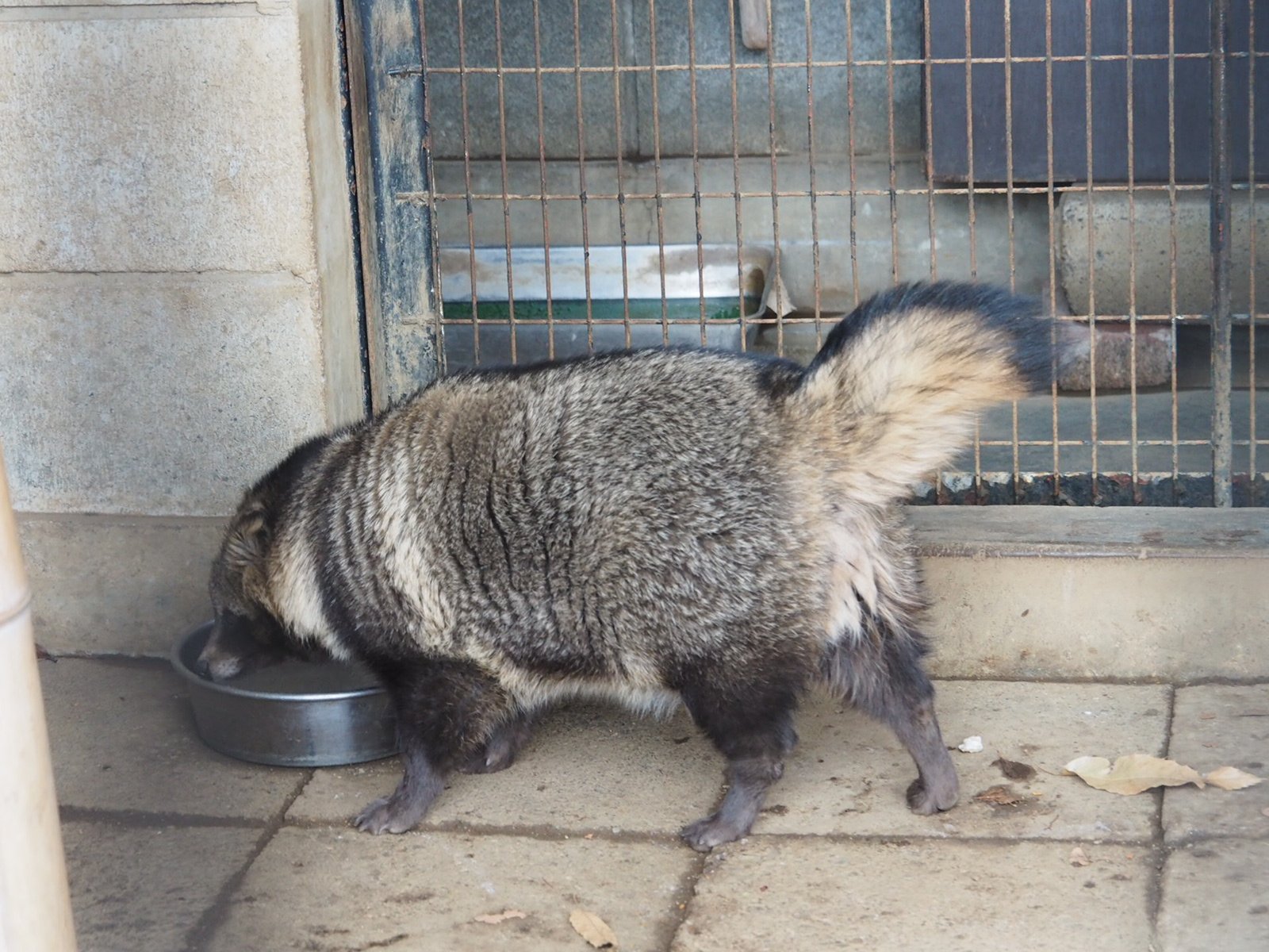 たぬきねこ En Twitter タヌしり 珍しく尻尾を上げていました ゲンマイ 夢見ヶ崎動物公園 ホンドタヌキ タヌキ T Co Xb1de6jk8e Twitter