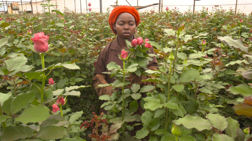 AJEnglish's tweet image. The Kenyans who earn $100 a month picking #ValentinesDay flowers aje.io/dm6ta