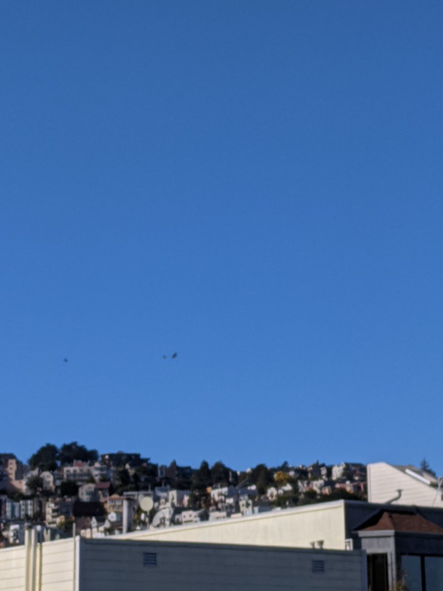 mickd415's tweet image. The birds have been messing with each other lately above the #SFCastro 
#crows vs. #hawk #needabetterlens