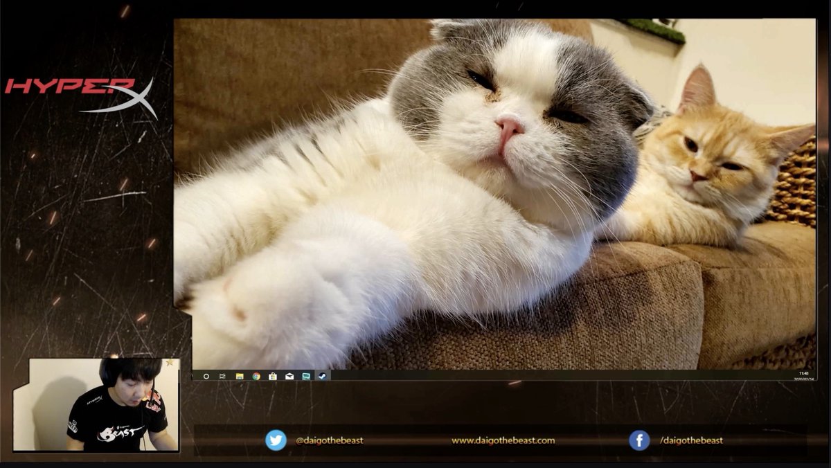 Furious Beast 髪を切ったウメハラ氏 ウメカットとウメキャット 配信中 T Co Jy65oklu9w