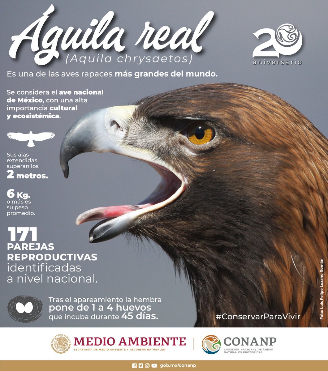 CONANP_mx's tweet photo. El #ÁguilaReal (Aquila chrysaetos) se distribuye en al menos 31 #ÁreasNaturalesProtegidas. 😍 Conoce más de esta especie en nuestra infografía. #ConservarParaVivir #DíaDelÁguilaReal 🥳🇲🇽🌿💫 https://t.co/MSmOGcsYen