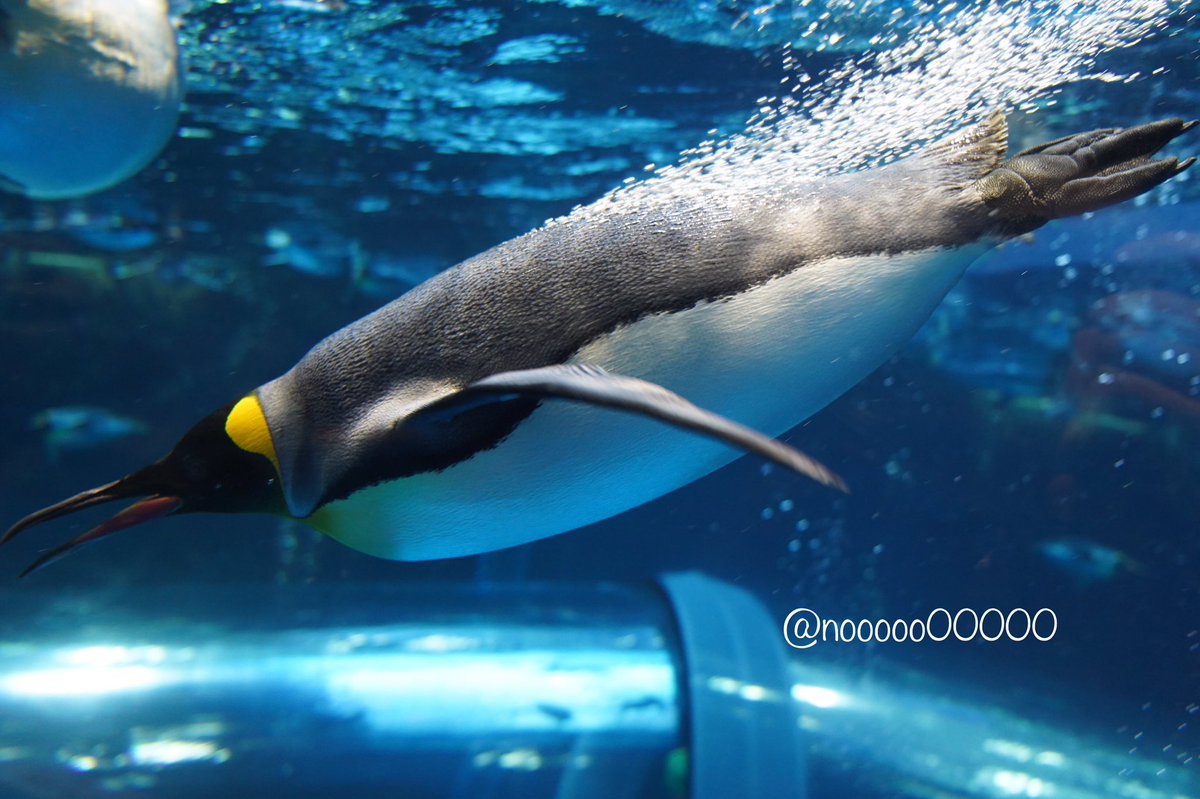Nooooo 背中から泡を出しながら泳ぐキングペンギン 海響館 T Co Eag8dnjqb0 Twitter