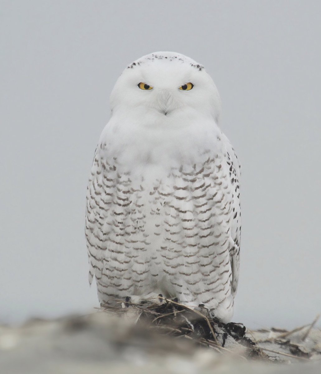 .    Norman           Snowy    Powell           Owl