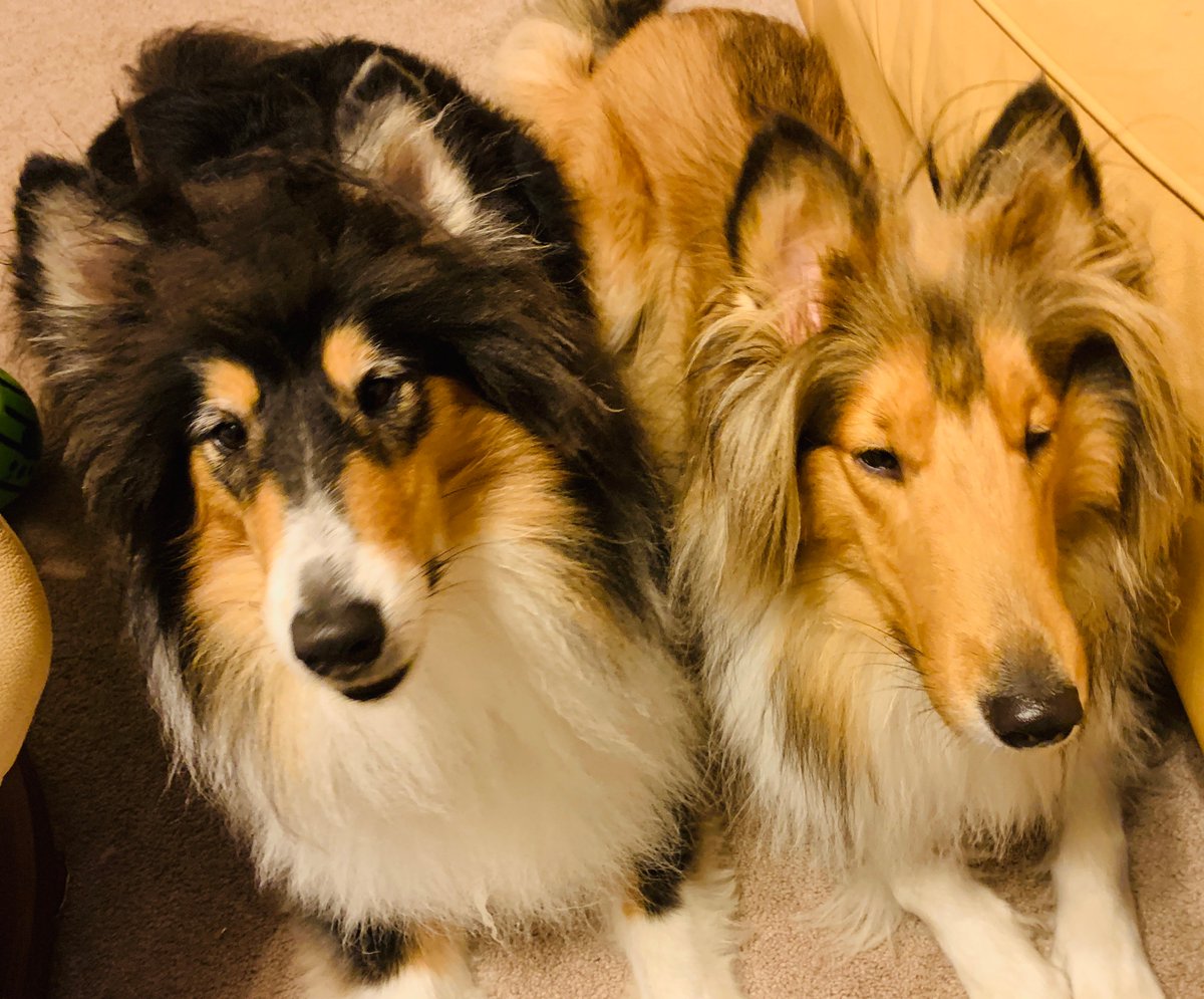 Beattitudes56's tweet image. Hi Bailey, Shuri &amp;amp; Morgan here, we like those things too! I am the youngest &amp;amp; I also am interested in education. Morgan is more interested in #economics and #employment stuff.  We try 2 stick to doggie stuff but lately seems our people need us more (Morgan is on the left)