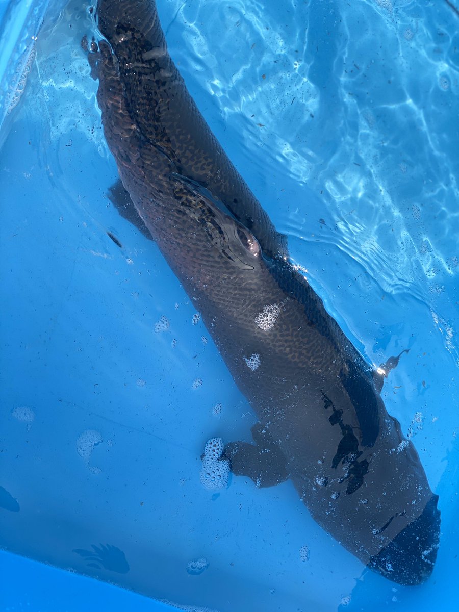 公式 川越水上公園 2月14日放流情報 先ほど造波プールに ニジマス3kg級 100kg イトウ 100kg を放流しました 大きくて元気いいです 早速釣れている人もちらほら 大物ゲッターのあなた ぜひご来園くださいませ 川越水上公園 川越