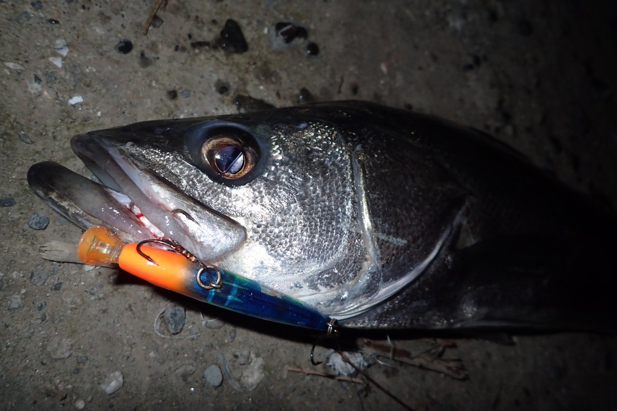 公式 Fisherman S Mountain Fimo 東京湾奥シーバス情報 By Fimoスタッフ 河川 バチ抜け絶好調 連日至る所でランカー報告が上がっています この時期のシャロー帯は激熱です 港湾 バチに意識が向きがちなこの時期ですが アミやイワシ ゾエア