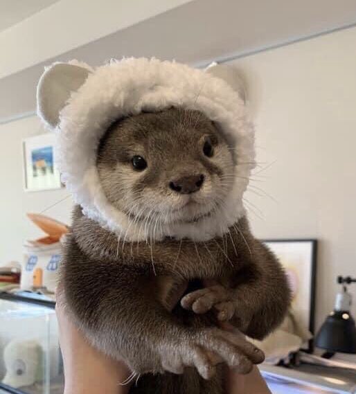 .     OG             Otter Wearing   Anunoby          A Hat: Vol III
