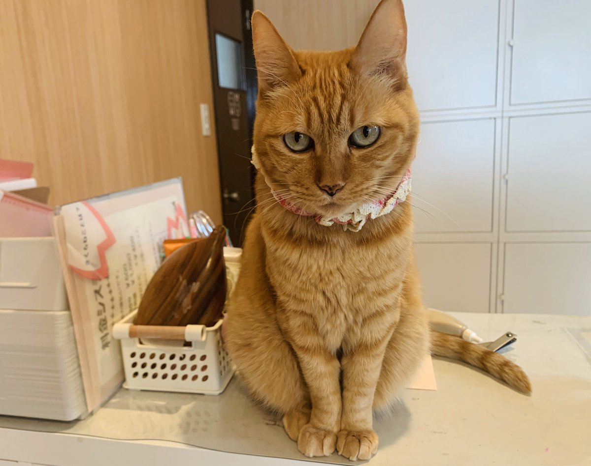 保護猫カフェねこかつ 川越 大宮日進 かのこちゃん 受付嬢復帰しました 再募集でお待ちしております 大宮日進店 ねこかつ 保護猫 保護猫カフェ 川越 日進 里親募集 保護猫カフェねこかつ 川越 大宮日進 かのこちゃん 受付嬢復帰しました 再募集でお待ちしております 大宮日進店 ねこかつ 保護猫 保護猫カフェ 川越 日進 里親募集