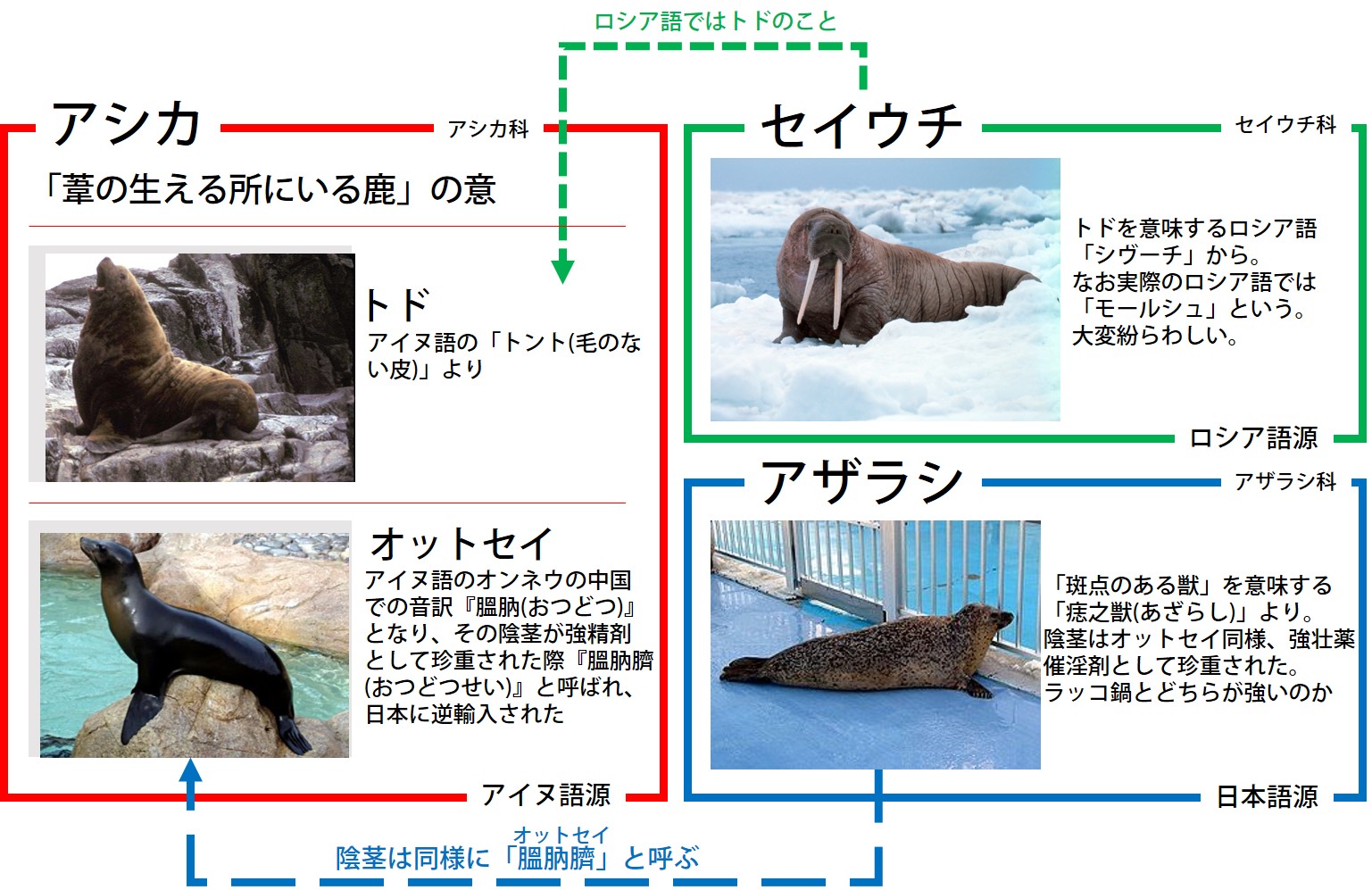 三崎律日 アシカ トド オットセイ セイウチ アザラシの語源が錯綜しすぎて意味がわからなかったので纏めた アザラシのちんこをオットセイと呼ぶ とか何言ってんだお前状態 T Co 7j8u6r3gu4 Twitter