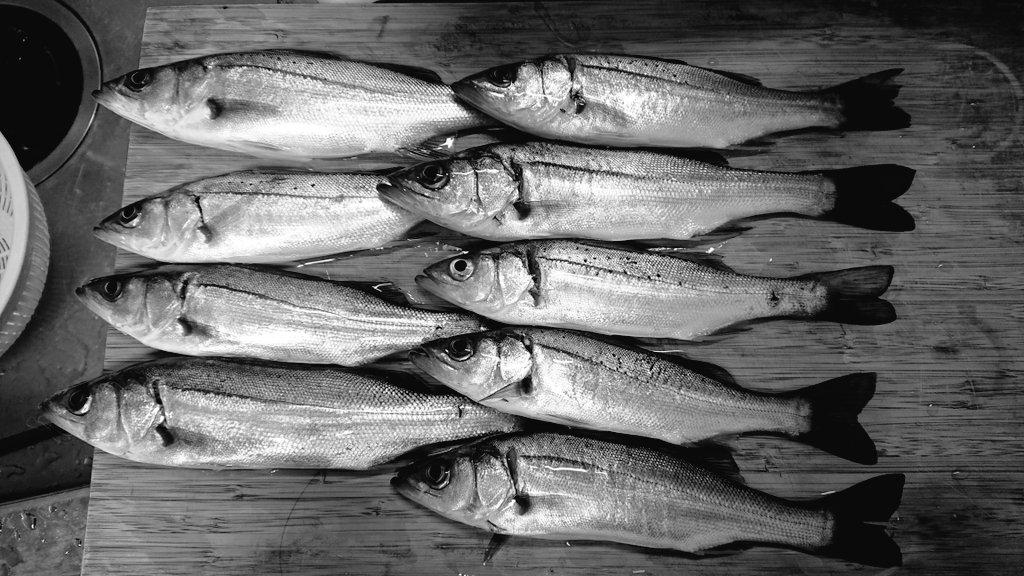 先日同居人と釣ったものをあげてみます セイゴ 23センチ前後 うぐも というアタ 古山フウのイラスト